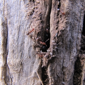 Papyrius nitidus at Red Hill, ACT - suppressed