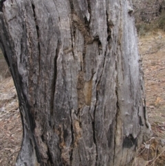 Papyrius nitidus at Red Hill, ACT - suppressed