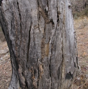 Papyrius nitidus at Red Hill, ACT - suppressed