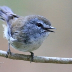 Gerygone mouki (Brown Gerygone) at Undefined - 25 Jan 2017 by Charles Dove