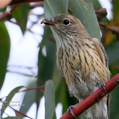 Pachycephala rufiventris (Rufous Whistler) at South Pacific Heathland Reserve - 24 Jan 2017 by Charles Dove