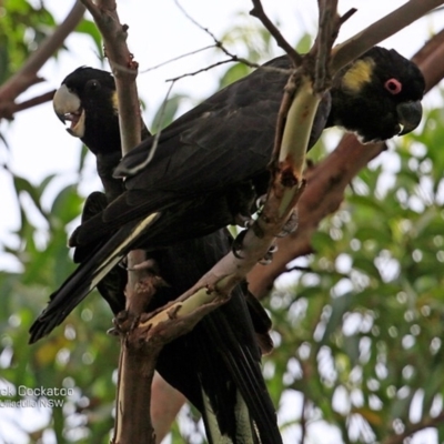 Zanda funerea (Yellow-tailed Black-Cockatoo) at South Pacific Heathland Reserve - 24 Jan 2017 by Charles Dove
