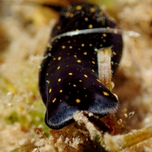 Mariaglaja tsurugensis at Merimbula, NSW - 26 Apr 2018 02:17 PM