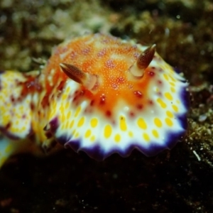 Goniobranchus collingwoodi at The Blue Pool, Bermagui - 28 Apr 2018 10:45 AM
