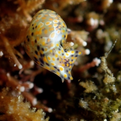 Haminoea ovalis at The Blue Pool, Bermagui - 28 Apr 2018 by JackBreedon