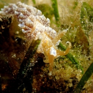 Baeolidia australis at Merimbula, NSW - 25 Apr 2018 10:52 AM