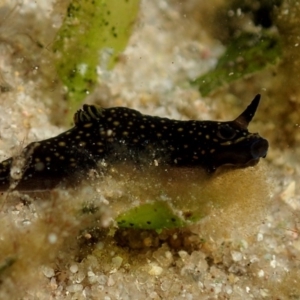 Gymnodoris cf. nigricolor at Merimbula, NSW - 25 Apr 2018 11:08 AM