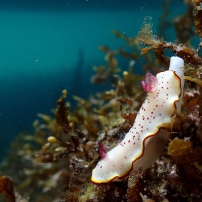 Goniobranchus daphne at Narooma, NSW - 28 Apr 2018 by JackBreedon