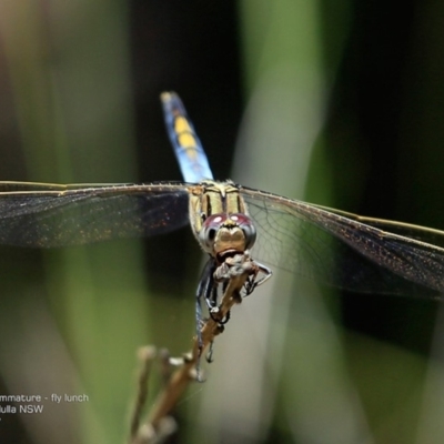 Orthetrum caledonicum (Blue Skimmer) at Dolphin Point, NSW - 12 Jan 2017 by CharlesDove