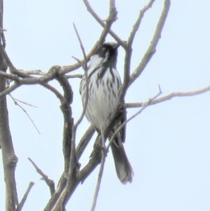 Phylidonyris niger X novaehollandiae (Hybrid) at Fyshwick, ACT - 4 Jun 2018 11:13 AM