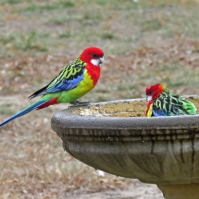 Platycercus eximius (Eastern Rosella) at Macarthur, ACT - 4 Jun 2018 by RodDeb