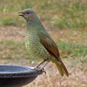 Ptilonorhynchus violaceus at Macarthur, ACT - 4 Jun 2018 10:57 AM