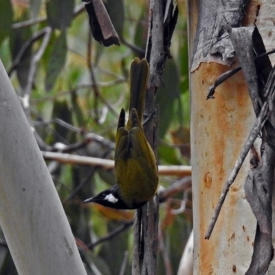 Nesoptilotis leucotis (White-eared Honeyeater) at Paddys River, ACT - 4 Jun 2018 by RodDeb