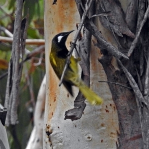 Nesoptilotis leucotis at Paddys River, ACT - 4 Jun 2018