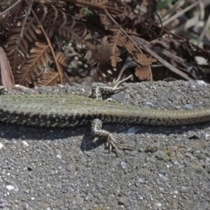 Eulamprus heatwolei at Paddys River, ACT - 28 Nov 2017 04:09 PM