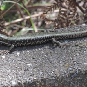 Eulamprus heatwolei at Paddys River, ACT - 28 Nov 2017