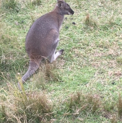 Notamacropus rufogriseus (Red-necked Wallaby) at Undefined - 2 Jun 2018 by Marg