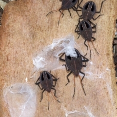 Poecilometis sp. (genus) (A Gum Tree Shield Bug) at Acton, ACT - 4 Jun 2018 by jbromilow50