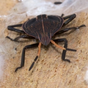 Poecilometis sp. (genus) at Acton, ACT - 4 Jun 2018