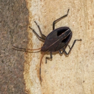 Poecilometis sp. (genus) at Acton, ACT - 4 Jun 2018