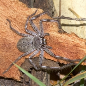 Isopeda sp. (genus) at Acton, ACT - 4 Jun 2018 01:50 PM