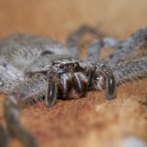 Isopeda sp. (genus) at Acton, ACT - 4 Jun 2018 01:50 PM