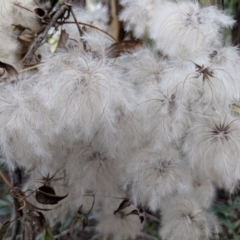 Clematis aristata at Yarrangobilly, NSW - 27 May 2018 09:40 AM