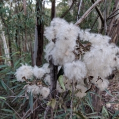 Clematis aristata at Yarrangobilly, NSW - 27 May 2018 09:40 AM