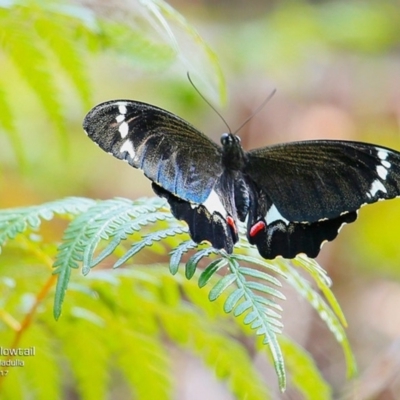 Papilio aegeus (Orchard Swallowtail, Large Citrus Butterfly) at Undefined - 1 Jan 2017 by Charles Dove