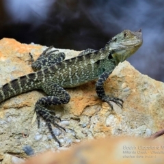 Intellagama lesueurii howittii (Gippsland Water Dragon) at Ulladulla, NSW - 2 Jan 2017 by CharlesDove