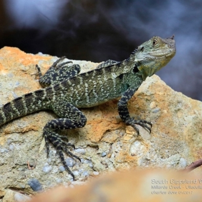 Intellagama lesueurii howittii (Gippsland Water Dragon) at Ulladulla, NSW - 2 Jan 2017 by CharlesDove