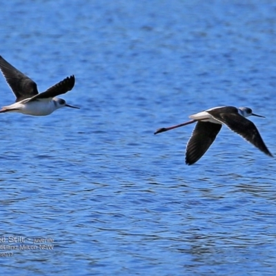 Himantopus leucocephalus (Pied Stilt) at Undefined - 22 Feb 2017 by Charles Dove