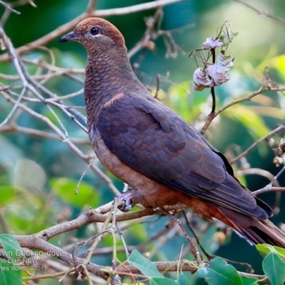 Macropygia phasianella (Brown Cuckoo-dove) at Meroo National Park - 27 Feb 2017 by CharlesDove