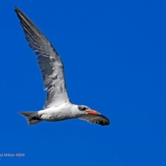 Hydroprogne caspia (Caspian Tern) at Undefined - 22 Feb 2017 by CharlesDove