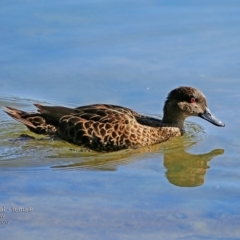 Anas gracilis (Grey Teal) at Undefined - 28 Feb 2017 by CharlesDove