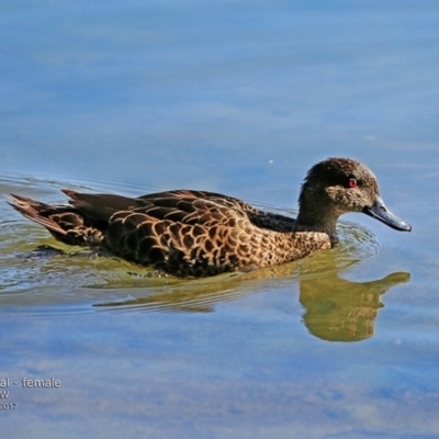 Anas gracilis (Grey Teal) at Undefined - 28 Feb 2017 by CharlesDove