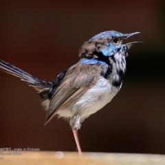 Malurus cyaneus (Superb Fairywren) at Ulladulla Reserves Bushcare - 26 Feb 2017 by Charles Dove