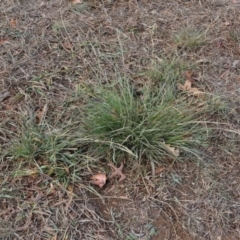 Sporobolus creber (Slender Rat's Tail Grass) at Griffith, ACT - 5 Jun 2018 by ianandlibby1