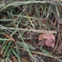 Sporobolus creber at Griffith, ACT - 5 Jun 2018