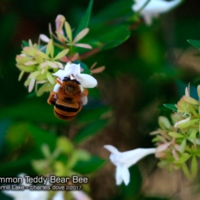 Amegilla (Asaropoda) bombiformis (Teddy Bear Bee) at Burrill Lake Aboriginal Cave Walking Track - 22 Feb 2017 by CharlesDove