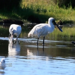 Platalea flavipes (Yellow-billed Spoonbill) at Undefined - 22 Feb 2017 by Charles Dove