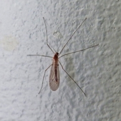 Tipulidae or Limoniidae (family) (Unidentified Crane Fly) at Macarthur, ACT - 5 Jun 2018 by RodDeb