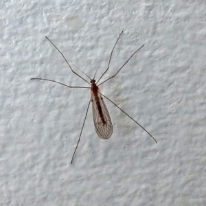 Tipulidae or Limoniidae (family) at Macarthur, ACT - 5 Jun 2018 09:25 AM