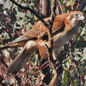 Falco berigora at Stromlo, ACT - 5 Jun 2018