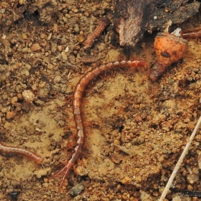Scolopendromorpha (order) (A centipede) at Woodstock Nature Reserve - 5 Jun 2018 by JohnBundock