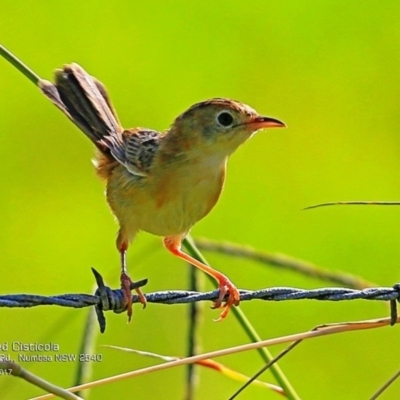 Cisticola exilis (Golden-headed Cisticola) at Undefined - 17 Feb 2017 by CharlesDove