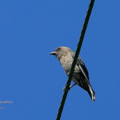 Artamus cyanopterus (Dusky Woodswallow) at Undefined - 15 Feb 2017 by CharlesDove