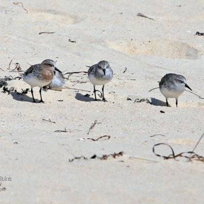 Calidris ruficollis (Red-necked Stint) at Undefined - 19 Feb 2017 by Charles Dove