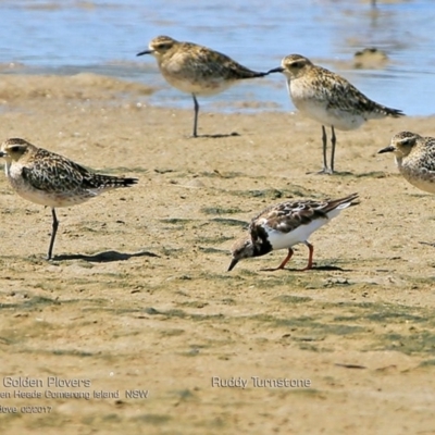 Arenaria interpres (Ruddy Turnstone) at Undefined - 17 Feb 2017 by CharlesDove