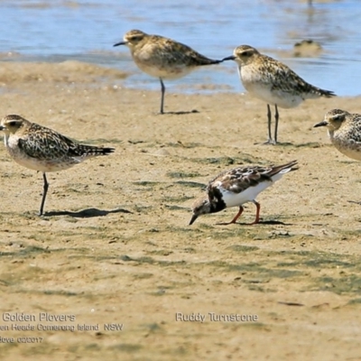 Arenaria interpres (Ruddy Turnstone) at Undefined - 16 Feb 2017 by Charles Dove